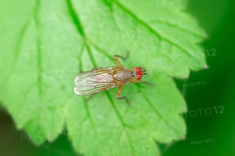 Dung Fly (Scathophaga lutaria)