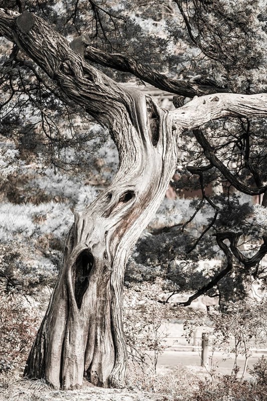 Old Korean pine