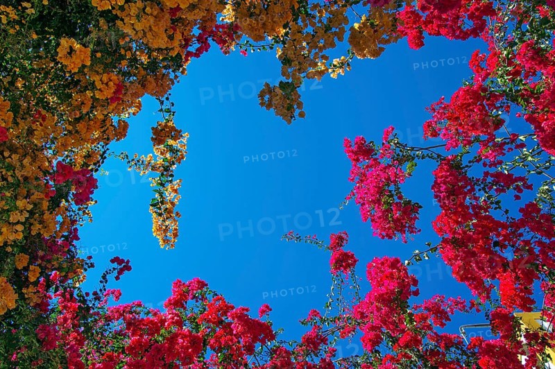 Blue sky through a gap of colourful flowering hanging plants