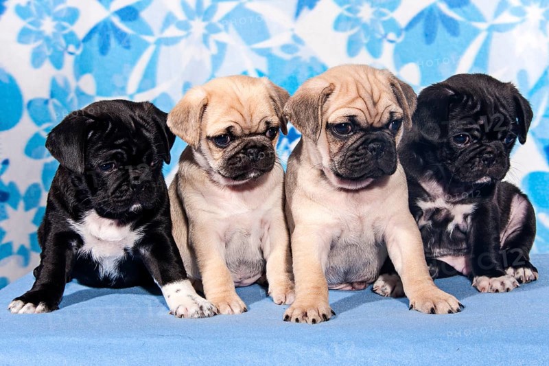 Four Pugs
