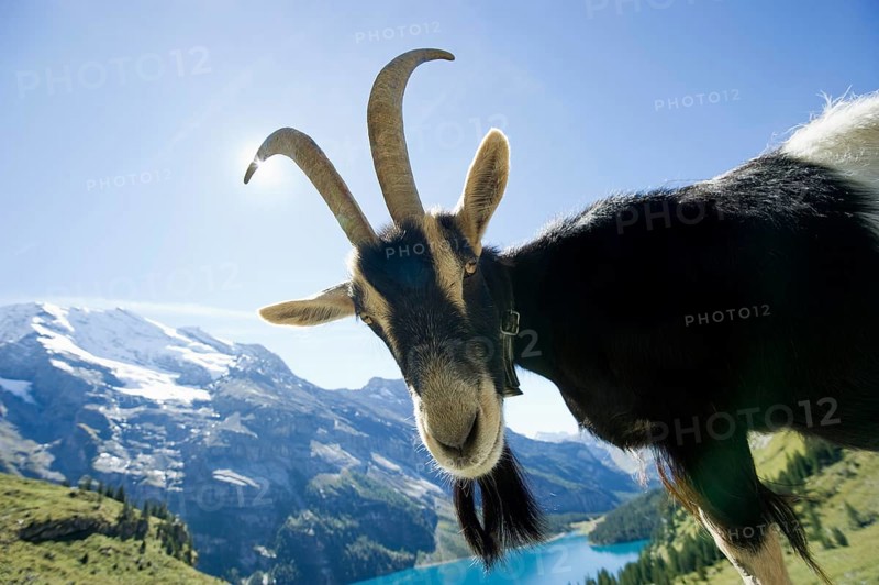 Goat
