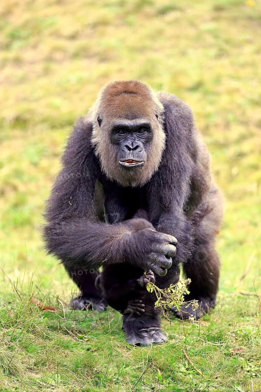 Western Lowland Gorilla (Gorilla gorilla gorilla)
