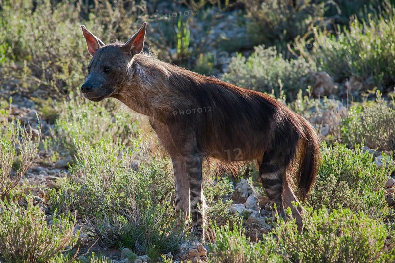 Brown Hyena (Parahyaena brunnea)