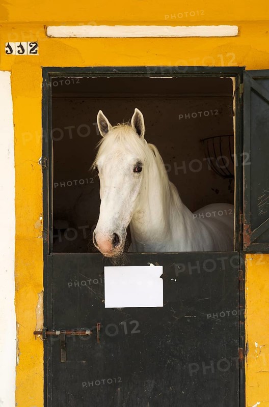 Stallion in his box stall during the Feria del Caballo Horse Fair