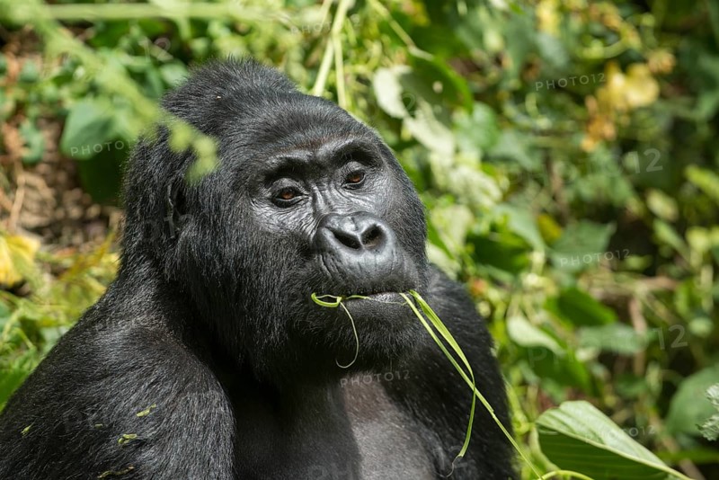 Mountain Gorilla (Gorilla beringei beringei)