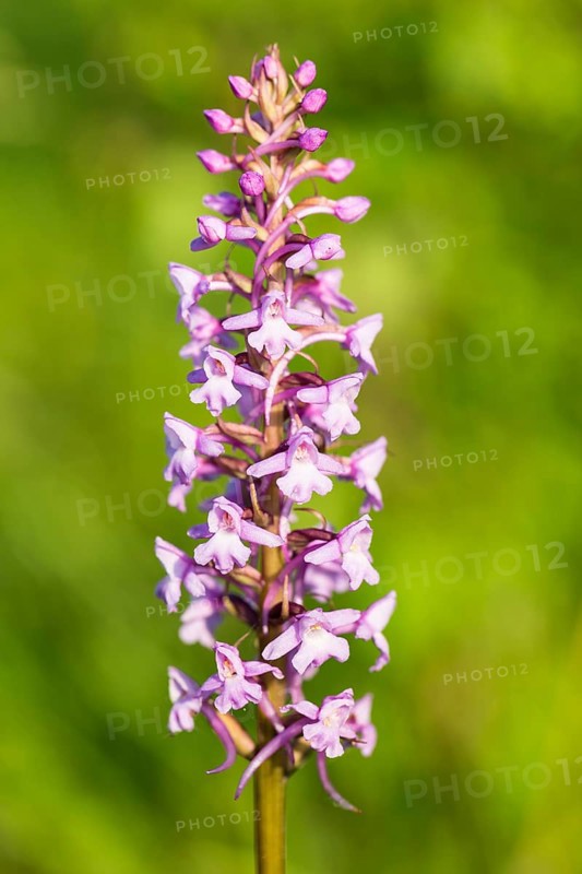Fragrant Orchid (Gymnadenia conopsea)