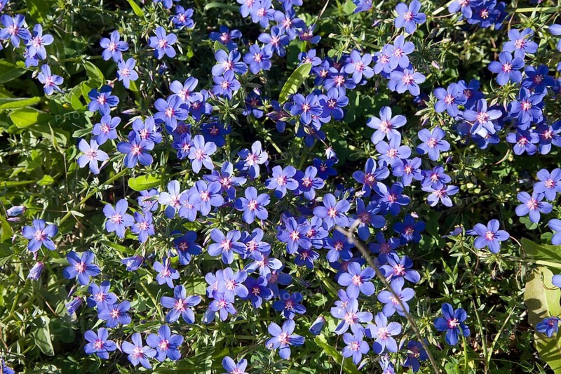 Scarlet pimpernel (Anagallis arvensis)