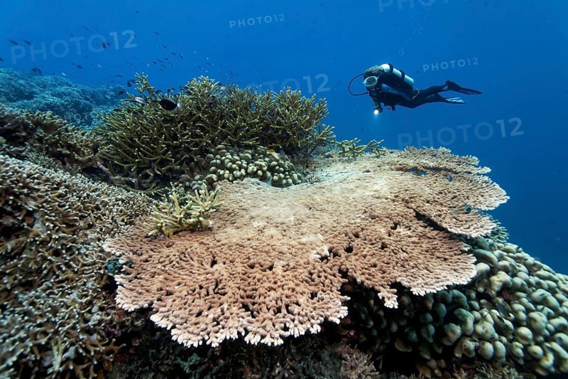 Coral reef with various stony corals