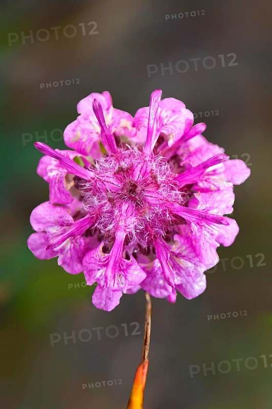 Woolly Lousewort (Pedicularis lanata)