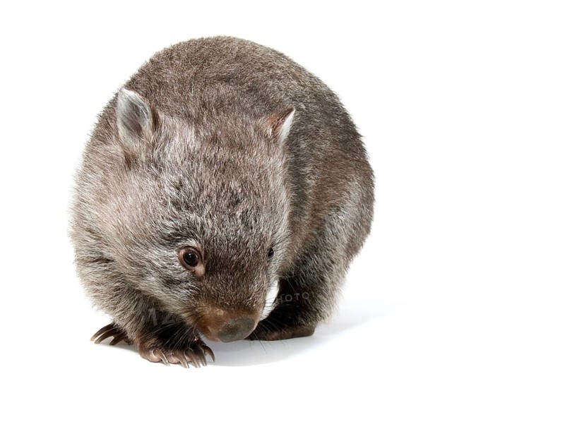 Common Wombat (Vombatus ursinus)