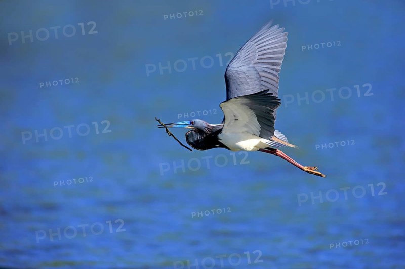 Tricoloured Heron (Egretta tricolor)