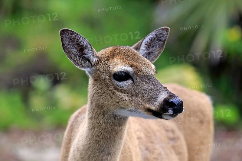 Key-white-tailed deer (Odocoileus virginianus clavium)