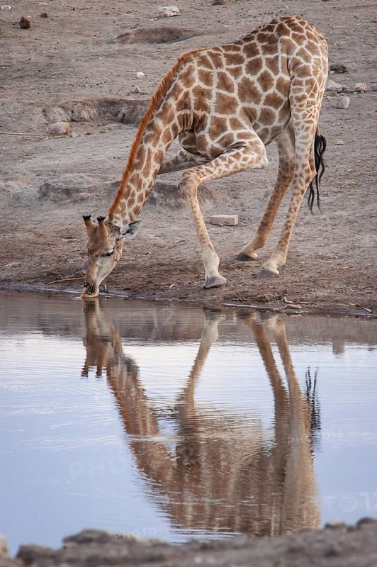 Giraffe (Giraffa camelopardalis) drinking at a waterhole