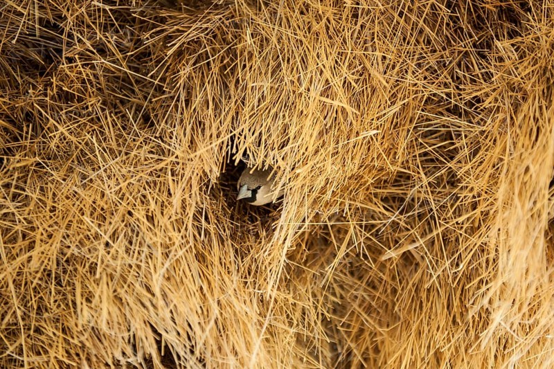 Sociable Weaver (Philetairus socius) at the entrance of a community nest