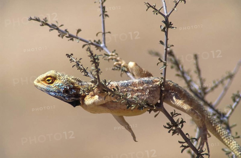 Southern rock agama (Agama atra)