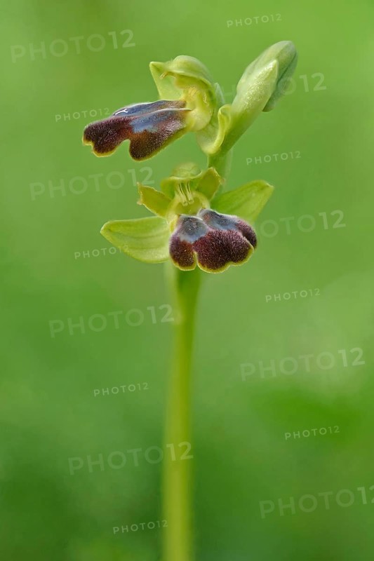 Sombre Bee-orchid or Dark Bee-orchid (Ophrys fusca)