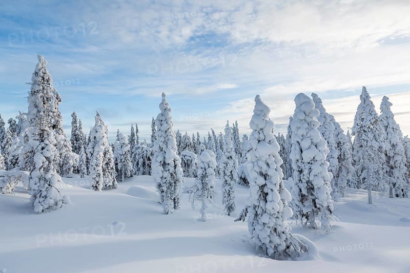 Winter forest