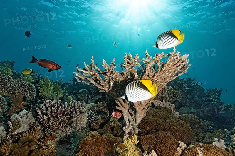 Two Chaetodontidae (Chaetodon auriga)