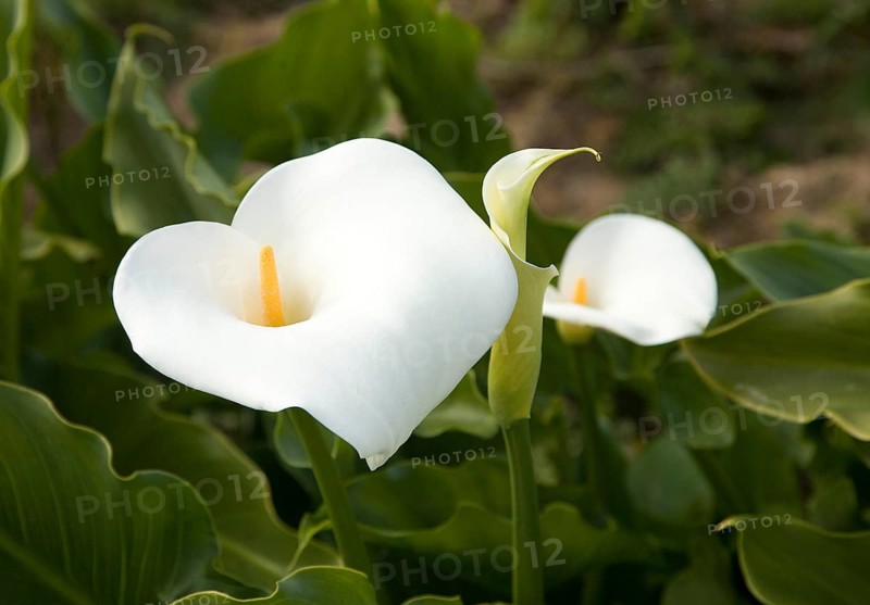 Calla lily (Zantedeschia aethiopica)