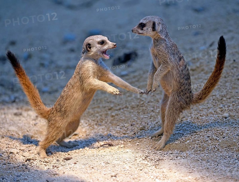 Meerkats (Suricata suricatta)