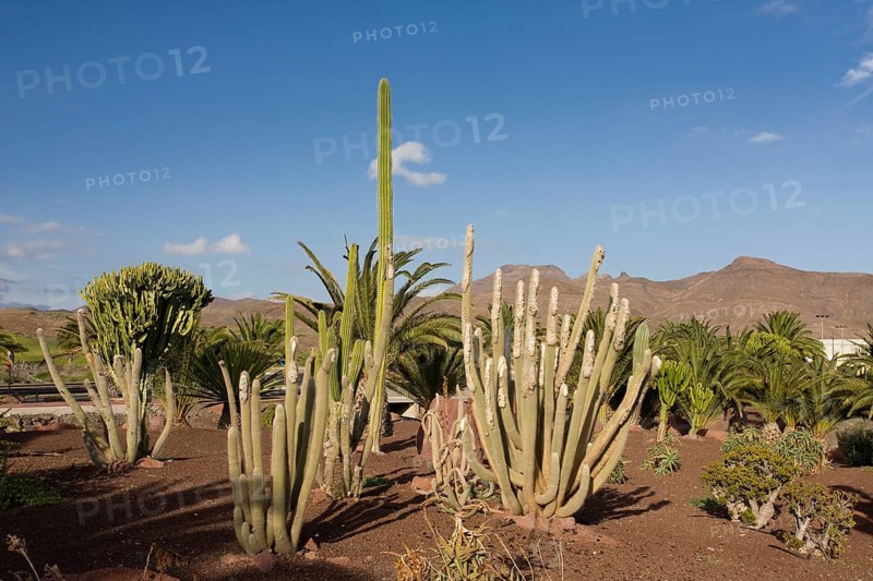 Cacti (Cactaceae) in Las Playitas