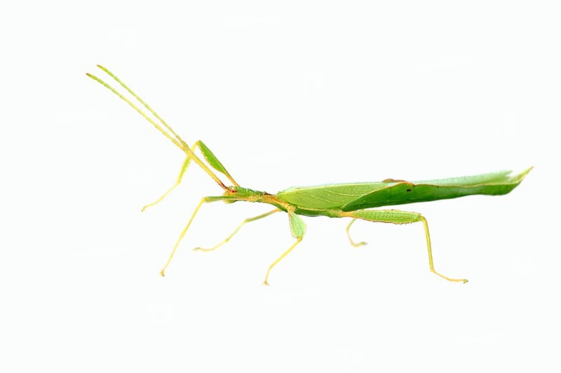 Walking Leaf (Phyllium philippinicum