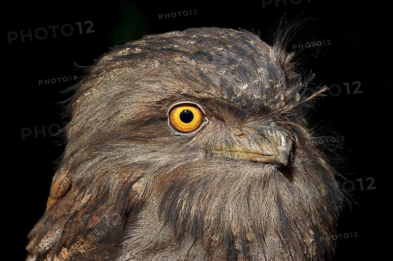 Tawny Frogmouth (Podargus strigoides)