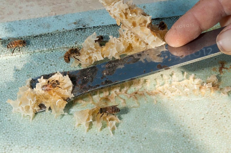 Beekeeping