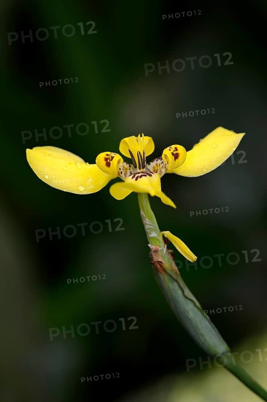 Martinique Trimezia or Yellow Walking Iris (Trimezia martinicensis)