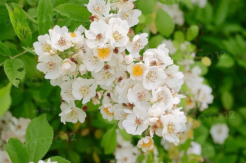 Multiflora Rose (Rosa multiflora