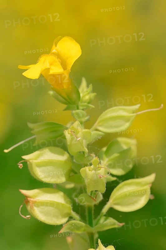Common Monkey-Flower (Mimulus guttatus)