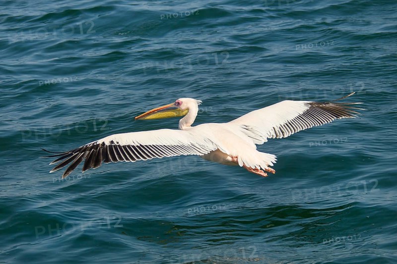 Great White Pelican (Pelecanus onocrotalus)