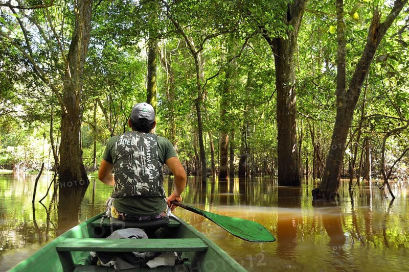 Man travelling in a canoe on the Rio Solimoes river in the flooded Varzea-jungle