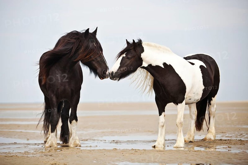 Tinker gelding
