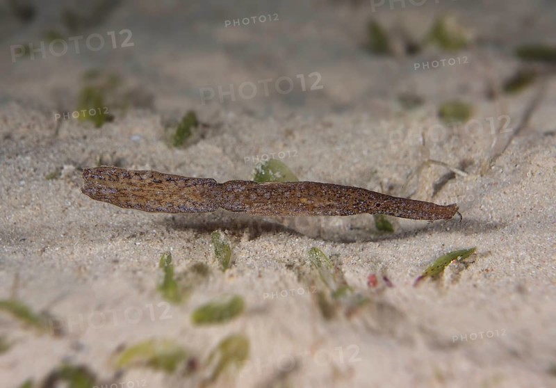 Robust Ghost Pipefish (Solenostomus cyanopterus)