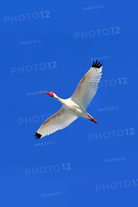 American White Ibis (Eudocimus albus)