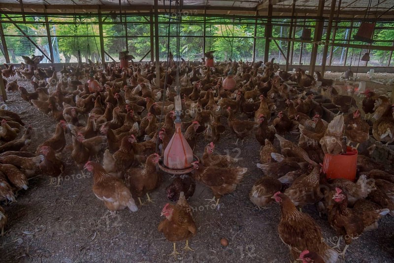 Chickens on a poultry farm