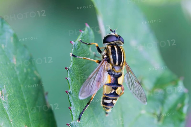 Hoverfly (Helophilus pendulus)