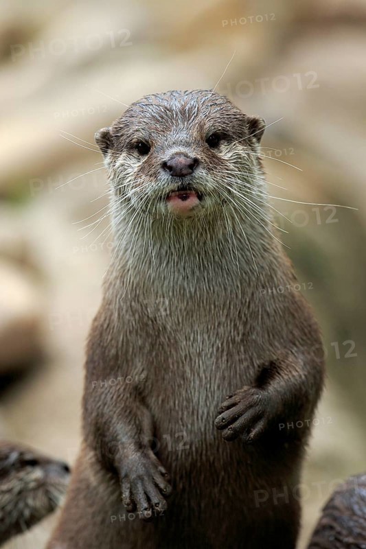 Oriental Small-clawed Otter (Amblonyx cinerea)