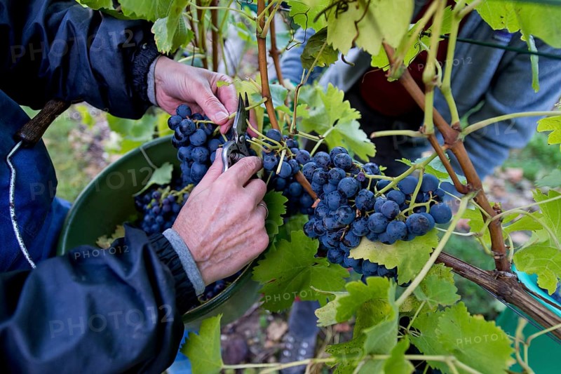 Grape harvest