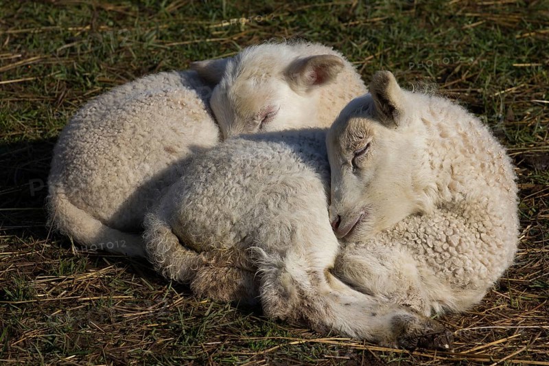 Domestic sheep (Ovis orientalis aries)