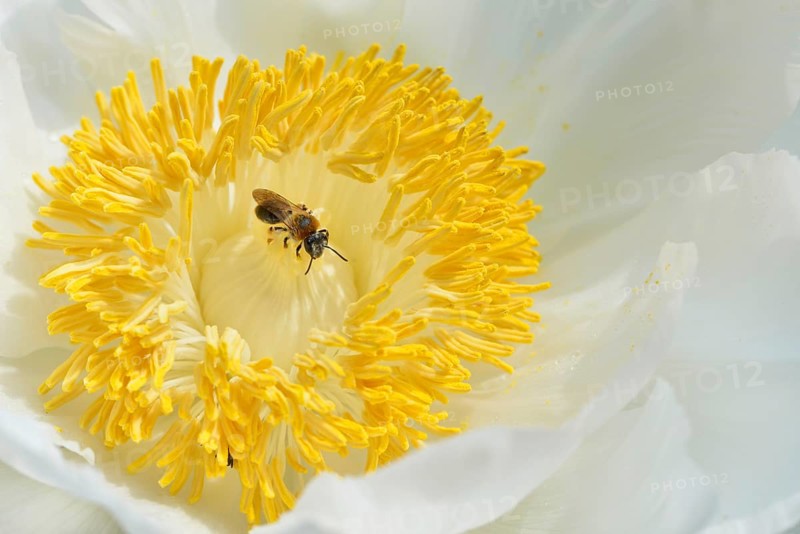 Tree Peony (Paeonia suffruticosa 'Godaishu')
