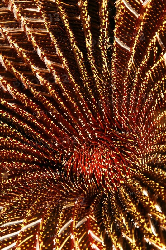Red and White Feather Star (Amphimetra sp.)