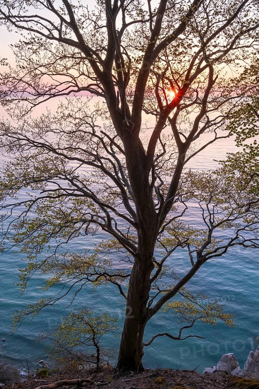 Common beech (Fagus sylvatica) at sunrise at the chalk coast of Mons Klint