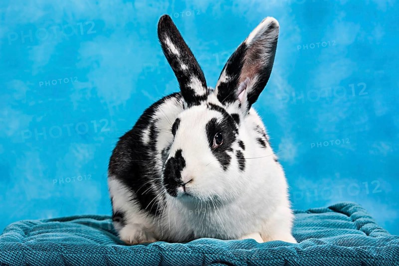Black and white pinto rabbit