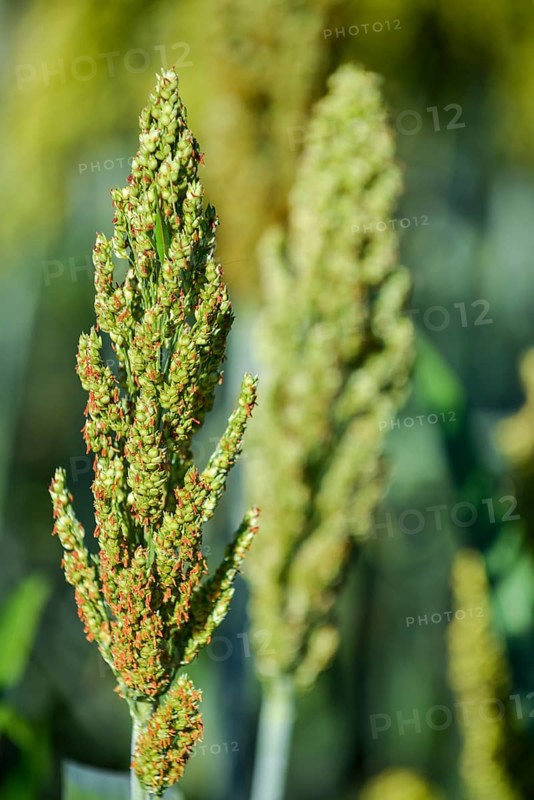 Indian barnyard millet (Echinochloa frumentacea)