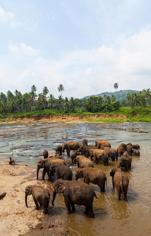 Herd of Asian elephants (Elephas maximus) from the Pinnawala Elephant Orphanage bathing in the Maha Oya river