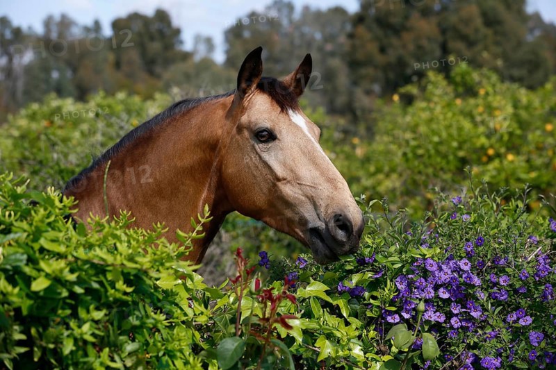 Andalusian horse