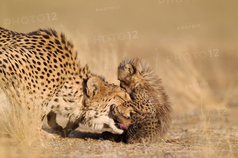 Cheetah (Acinonyx jubatus)
