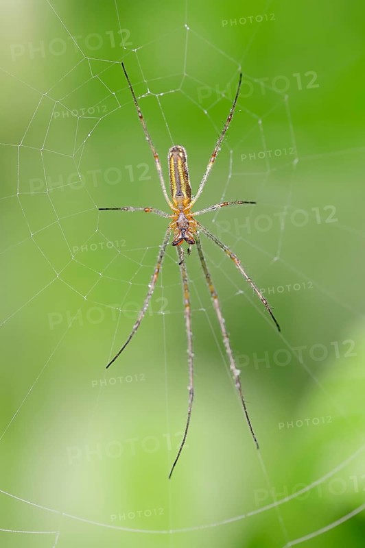 Long-jawed Orb-weaver Spider (Tetragnatha extensa)